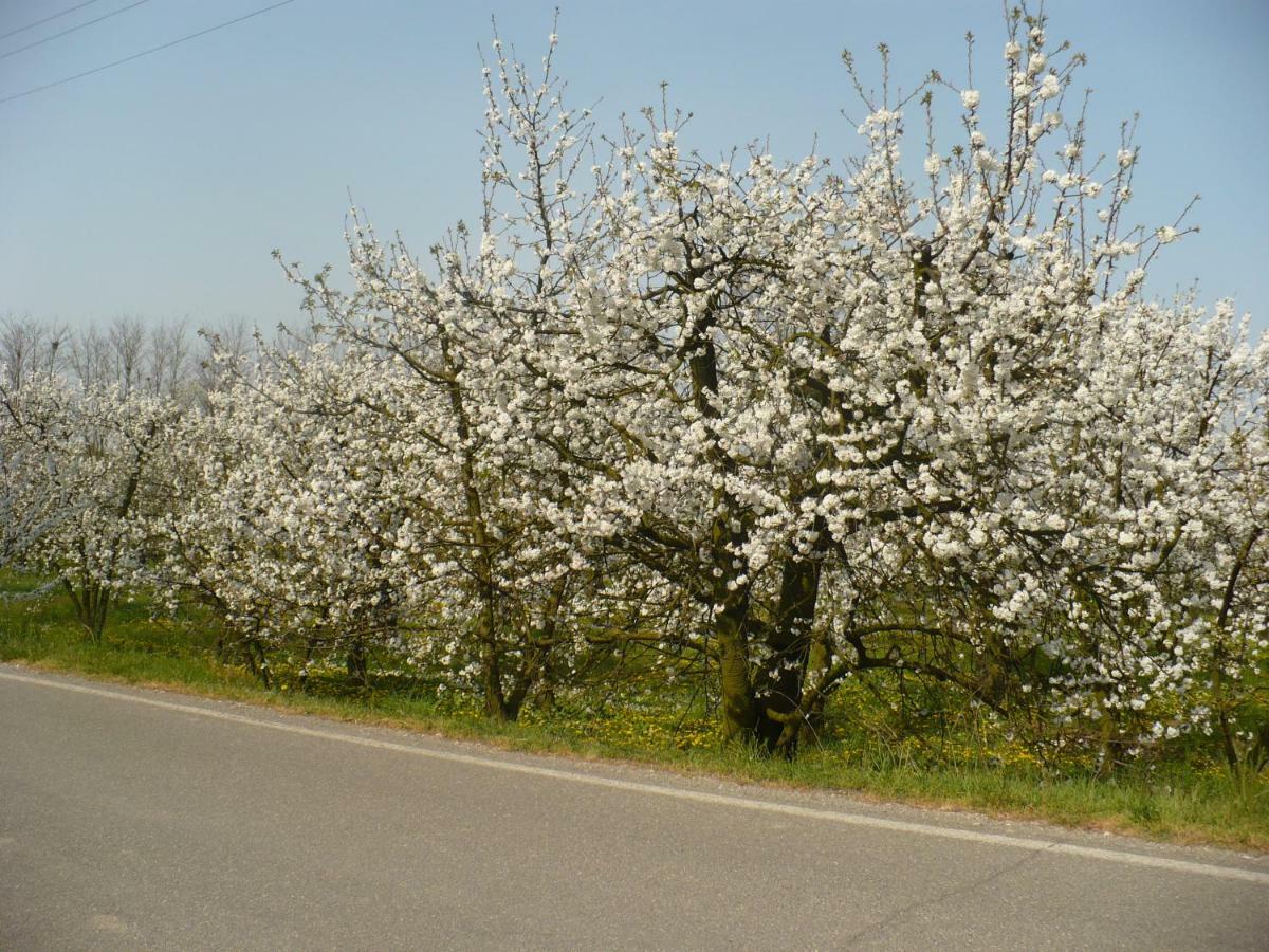 L'Albero Della Gioia Panzió Villanova sull'Arda Kültér fotó